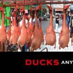 dscf4259-ducks_t2